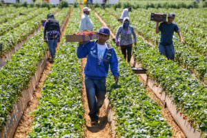 farmworkers in the field on a hot day