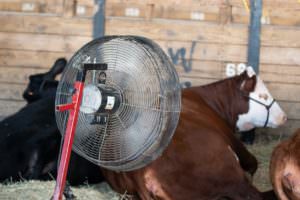 barn fan for livestock